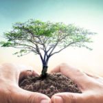 Baum in den Händen: ökologisch Bauen